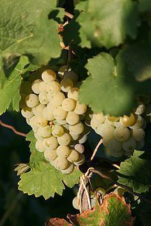 Kerner (grape) httpsuploadwikimediaorgwikipediacommonsthu