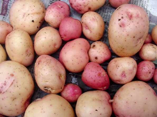 Kerr's Pink PotatoesDIVERSITYenglishheirloomvarietieskerrs pink