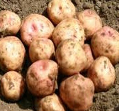 Kerr's Pink Seed Potato Kerrs Pink Vegetables Potatoes Seed Potato Kerrs