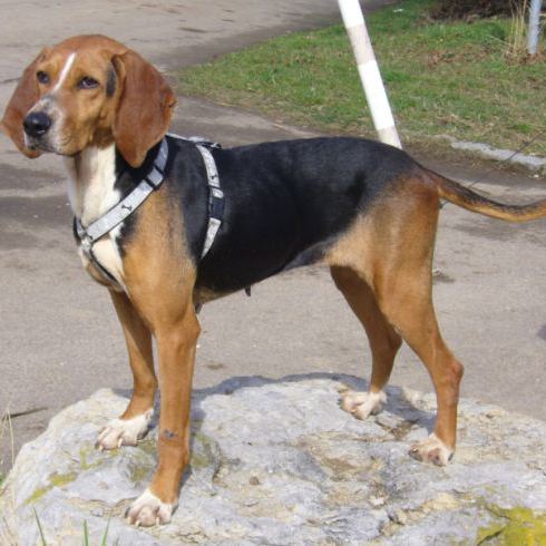 Kerry Beagle Kerry Beagle Breed Guide Learn about the Kerry Beagle