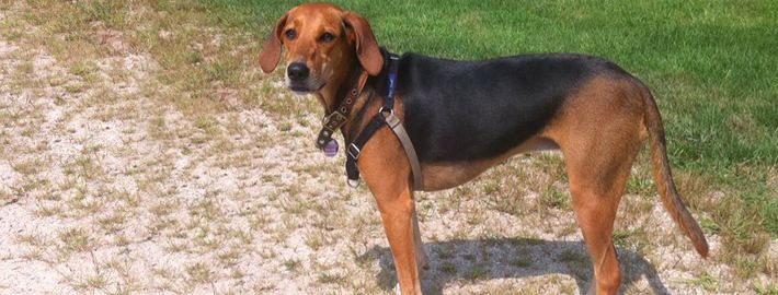 Kerry Beagle Kerry Beagle Breed Guide Learn about the Kerry Beagle