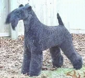 Kerry Blue Terrier Kerry Blue Terrier Dog Breed Information and Pictures
