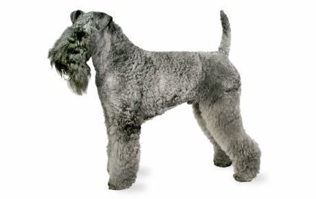 Kerry Blue Terrier Kerry Blue Terrier Dog Breed Information Pictures Characteristics