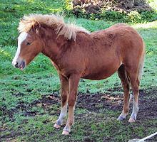 Kerry Bog Pony httpsuploadwikimediaorgwikipediacommonsthu