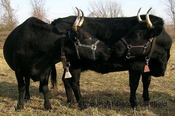 Kerry cattle American Kerry Cattle Society Home