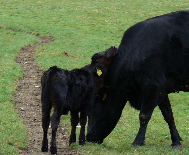 Kerry cattle Kerry cattle Wikipedia