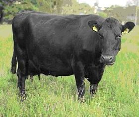 Kerry cattle Eureca