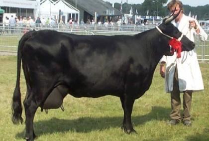 Kerry cattle Welcome to the British Kerry Cattle Society