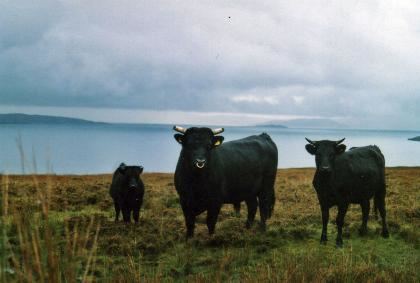 Kerry cattle Kerry Cattle International Series