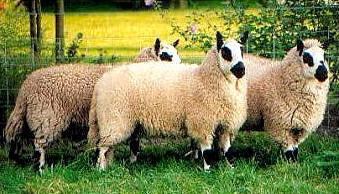 Kerry Hill sheep Sheep gt Kerry Hill Wool Initiative