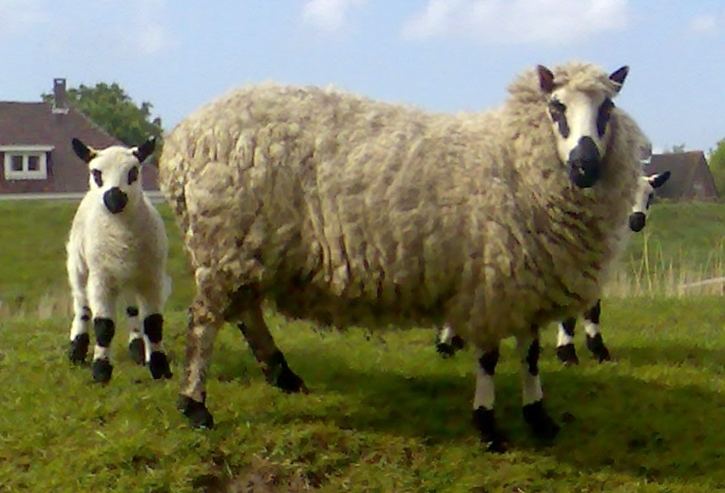 Kerry Hill sheep Kerry Hill sheep Wikipedia