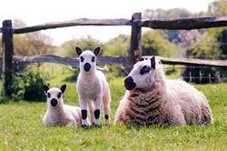 Kerry Hill sheep yvonnebrownvpwebcouk0000250166csupload1