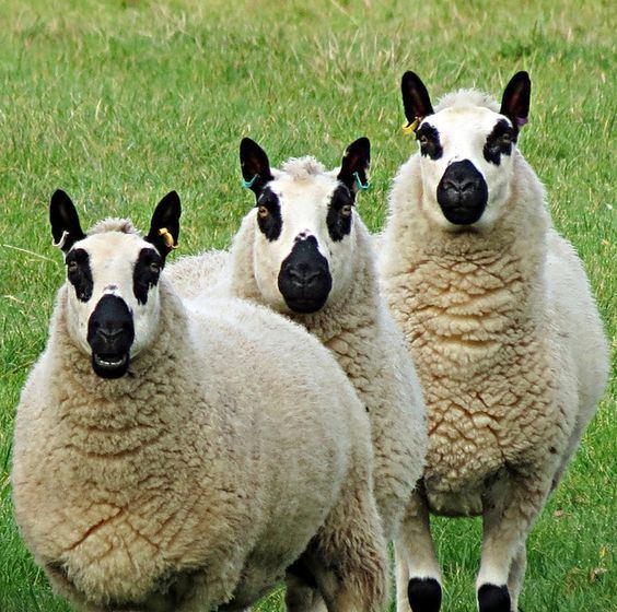 Kerry Hill sheep Cardington Kerry Hills Sheep Sheep Pinterest Sheep