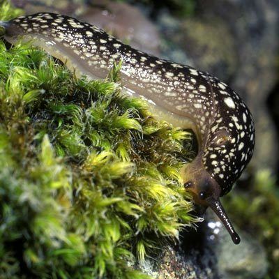 Kerry slug Geomalacus Geomalacus maculosus Allman 1843 Kerry slug