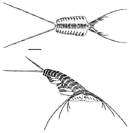 Kerygmachela Palaeos Metazoa Dinocaridida Dinocaridida 2