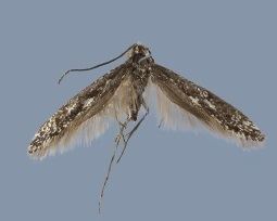 Kessleria pyrenaea
