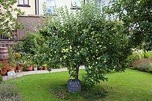Keswick Codlin httpsuploadwikimediaorgwikipediacommonsthu