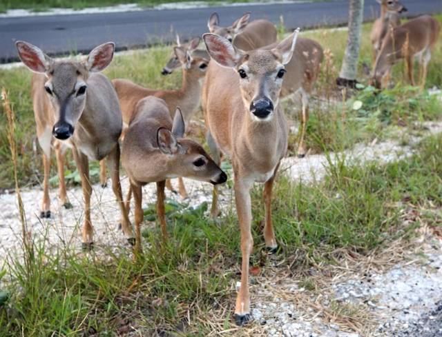 Key deer Rare Florida Keys39 deer under seige by flesheating screwworm