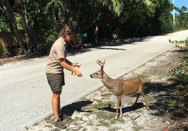 Key deer Officials Rush to Save Endangered Deer From FleshEating Screwworms