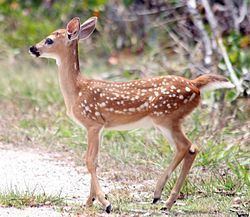 Key deer httpsuploadwikimediaorgwikipediacommonsthu