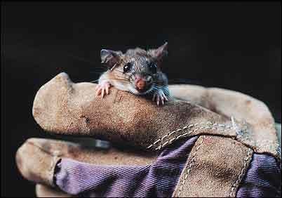 Key Largo cotton mouse Endangered Species