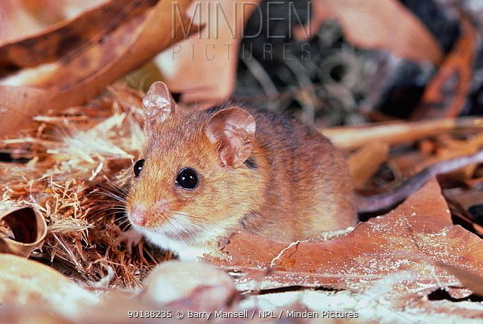 Key Largo cotton mouse Minden Pictures stock photos Key largo cotton mouse Peromyscus