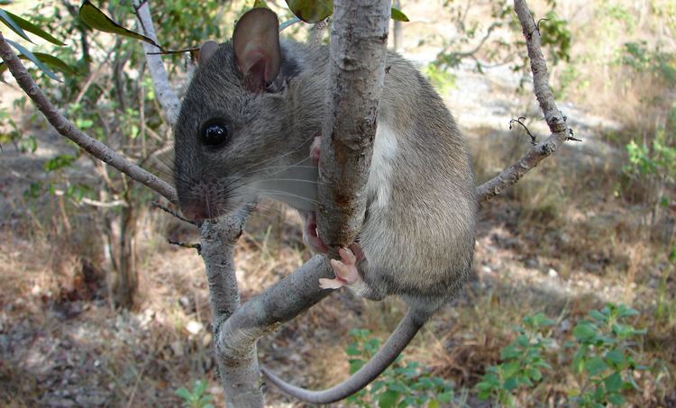 Key Largo woodrat Recovery Saving the Rat That Isn39t Cool Green Science