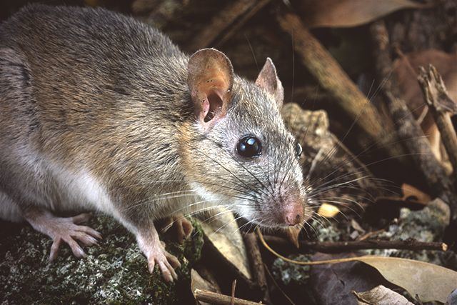 Key Largo woodrat Cats Are Obliterating Florida39s Endangered Key Largo Wood Rats