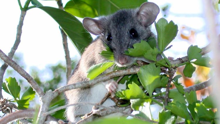 Key Largo woodrat Recovery Saving the Rat That Isn39t Cool Green Science