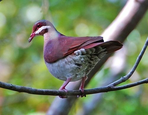 Key West quail-dove Key West quail dove