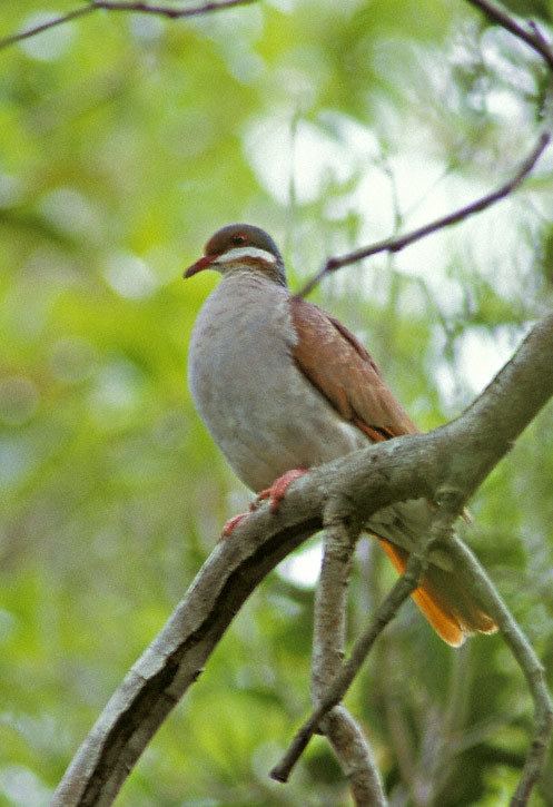 Key West quail-dove Key West QuailDove Geotrygon chrysia