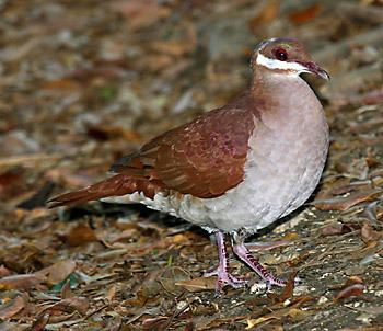 Key West quail-dove Surfbirds Online Photo Gallery Search Results
