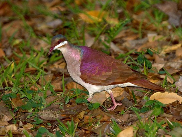 Key West quail-dove Key West quaildove Geotrygon chrysia Doves amp Pigeons