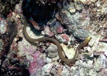 Key worm eel wwwfishbaseusimagesthumbnailsjpgtnAhegmu2jpg