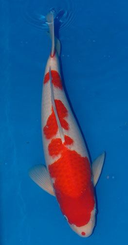 Kōhaku (fish) A really outstanding Kohaku is rarely seen because most will fall