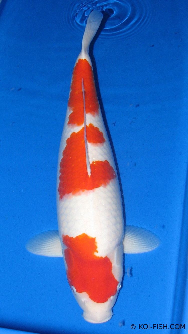 Kōhaku (fish) Kohaku Koi
