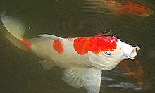 Kōhaku (fish) httpsuploadwikimediaorgwikipediacommonsthu