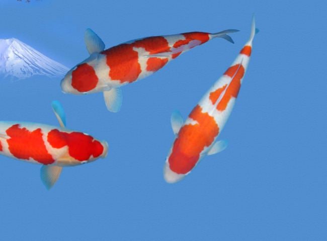 Kōhaku (fish) A really outstanding Kohaku is rarely seen because most will fall