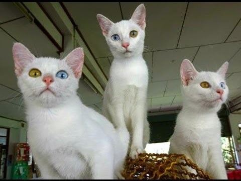 Khao Manee Khao Manee Cat Info History Personality Care Kittens Pictures