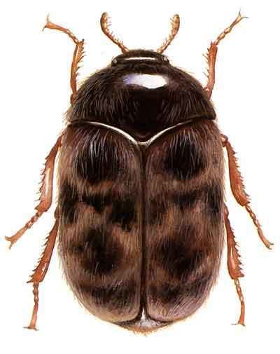 Khapra beetle httpsuploadwikimediaorgwikipediacommonsff