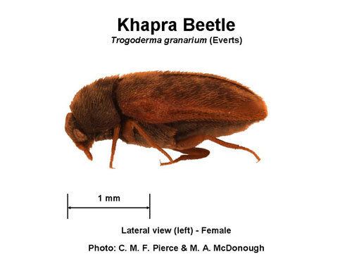 Khapra beetle Beetle