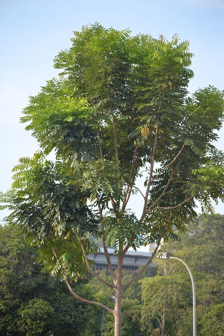 Khaya senegalensis Khaya senegalensis Trees of UM
