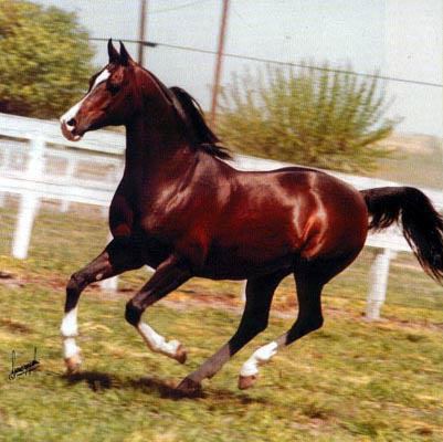 Khemosabi Khemosabi Superhorse of the 20th Century SLO Horse News