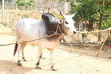Kherigarh cattle httpsuploadwikimediaorgwikipediacommonsthu