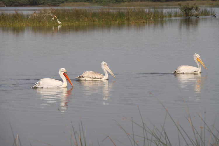 Khijadiya Bird Sanctuary Khijadia Bird Sanctuary Wildlife Jamnagar Tourism Hubs Gujarat