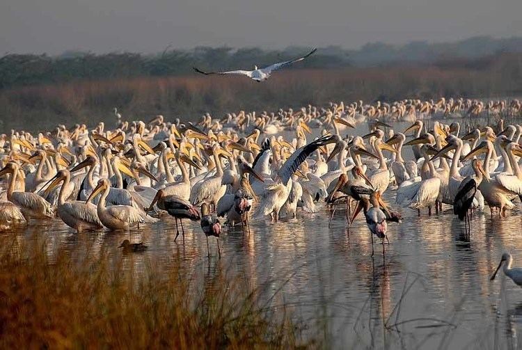 Khijadiya Bird Sanctuary mnpcsgovinimgtourismkhijadiyabirdssanctuary