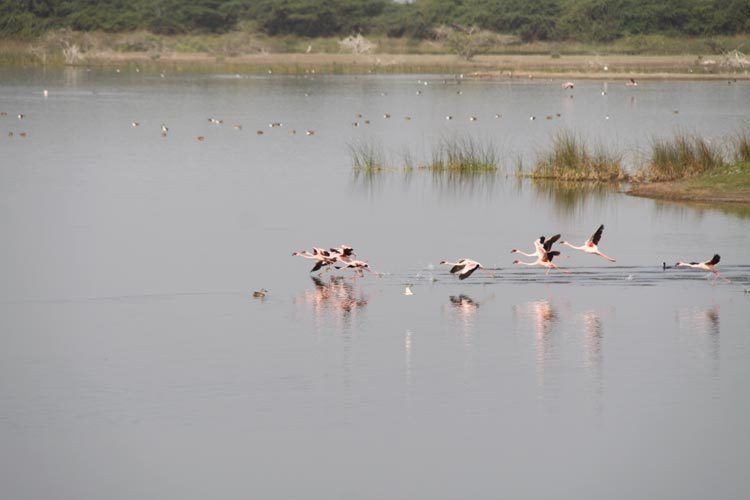 Khijadiya Bird Sanctuary Khijadia Bird Sanctuary Wildlife Jamnagar Tourism Hubs Gujarat