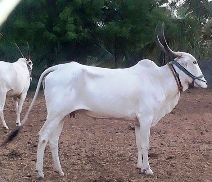 Khillari cattle Rachana Khillar Farm