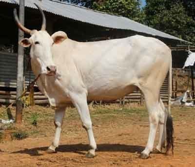 Khillari cattle Khillari Cattle Modern Farming Methods