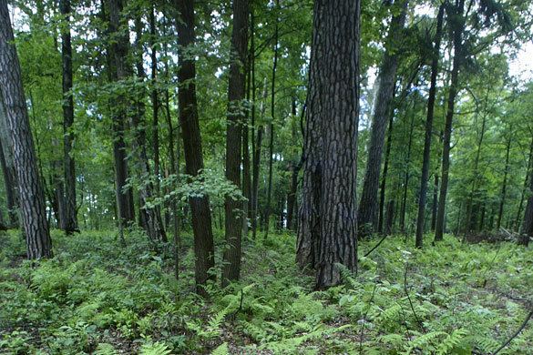 Khimki Forest Deforestation Starts and Stops in Khimki